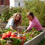 Gardening: Caucasian Mother Daughter Picking Vegetables Waist Up