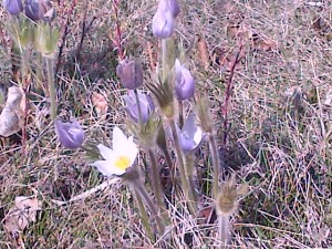 crocuses