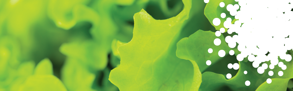 Banner_lettuce